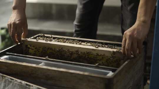 蜂农取出蜂巢摇蜜