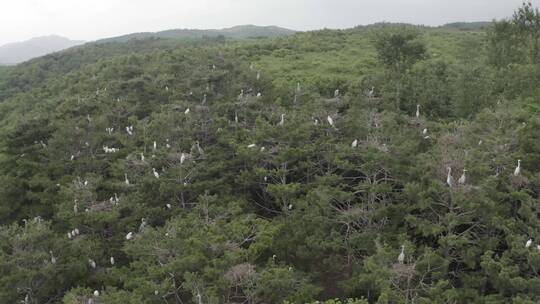 航拍苍鹭栖息地LOG