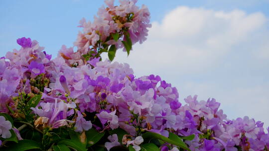 蒜香藤花特写