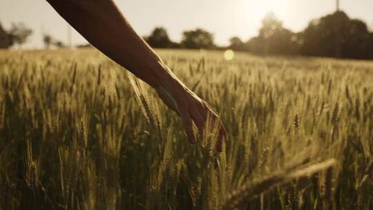 行走在田野间 用手抚摸麦穗。视频素材模板下载
