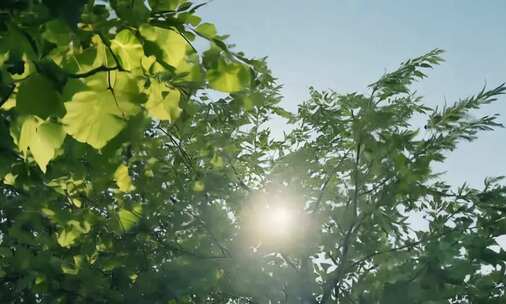 阳光透过树叶自然景象