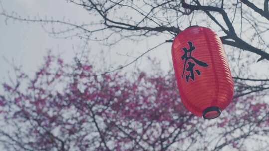 樱花背景 茶灯笼 高清横屏素材实拍