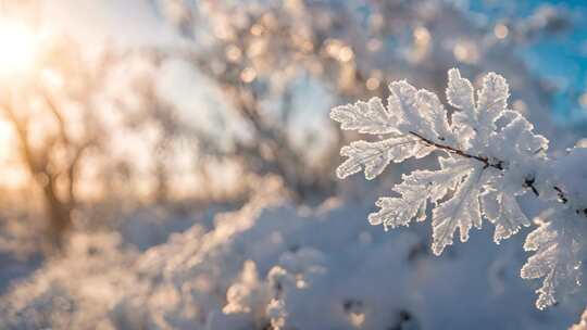 【合集】雪白寒露立冬冬至森林大雪小雪雪景