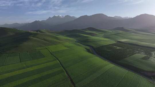 青海祁连县祁连山脉油菜花田航拍自然风光