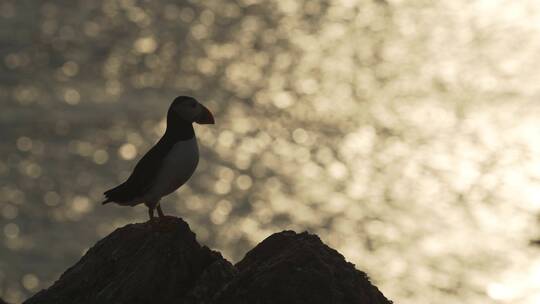 长焦拍摄大西洋海雀
