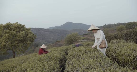 茶田里的采茶女