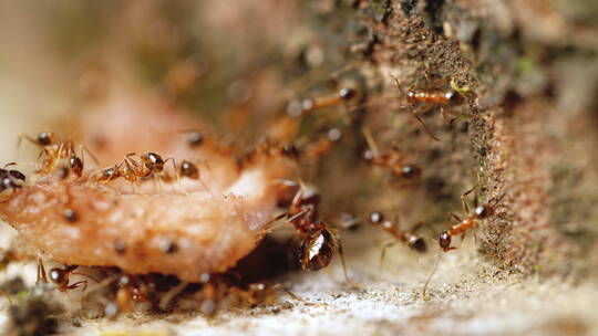 蚂蚁搬运食物特写镜头视频素材模板下载