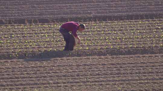 在农田种植莴苣蔬菜。农民或农民生产莴苣并