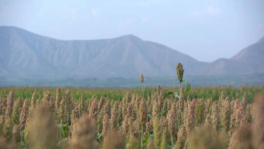 北方农村现代农业种植高粱杂粮25帧原素材