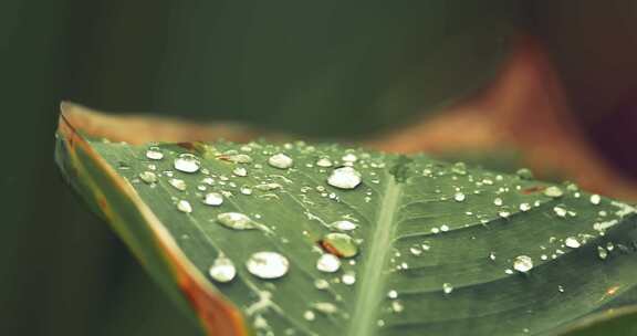 夏天雨后池塘里的荷叶