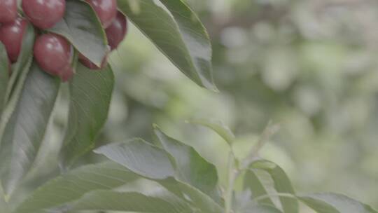 大樱桃种植LOG视频素材