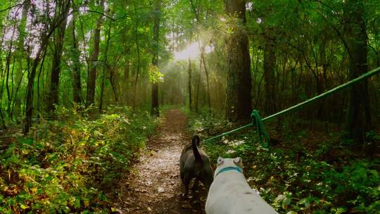 森林小路中遛狗慢镜头视频素材模板下载