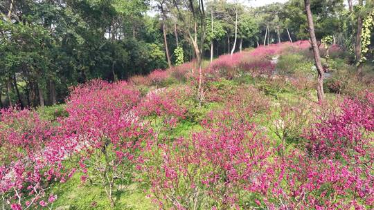 4K拍摄 南宁青秀山桃花坞桃花环绕视频素材模板下载