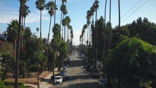 航拍城市的棕榈树街道