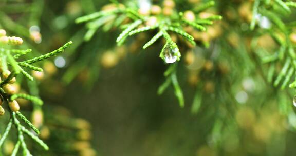 4K拍摄雨后松枝上的雨滴