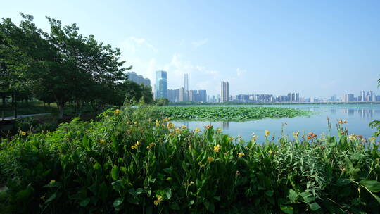 武汉武昌沙湖公园