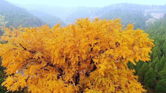 山东济南淌豆寺秋天航拍寺庙