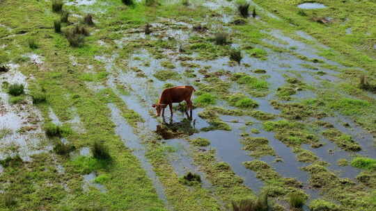 水田里吃草的黄牛