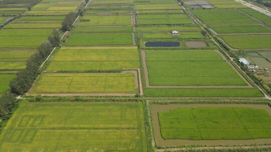 航拍农业种植稻田水稻