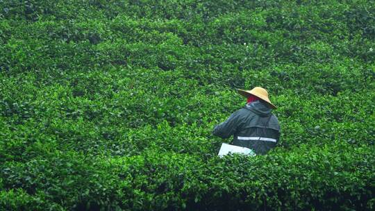 茶农采茶春茶白茶绿茶茶叶毛尖手工茶采茶