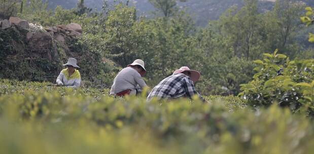 茶叶宣传片 工序