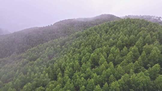 雾气笼罩的茂密山林全景