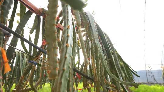 火龙果种植基地