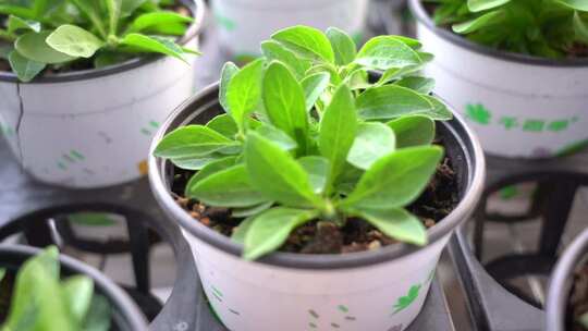 矮牵牛 绿植 植物 土培 观赏花