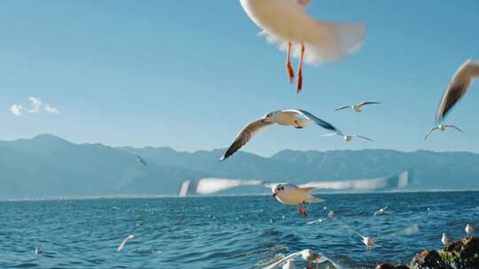 大理洱海边红嘴海鸥视频素材模板下载