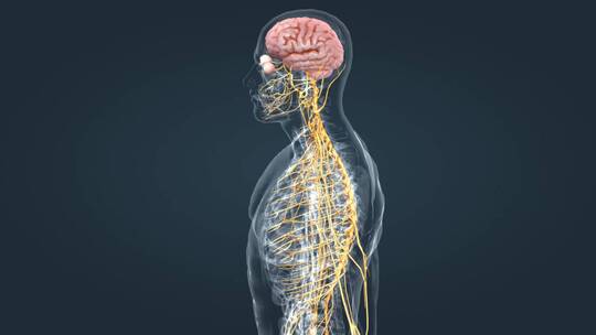 医疗中枢周围神经系统医学3D人体科学动画
