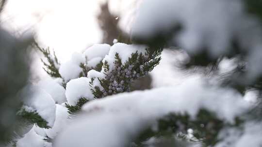 冬天下雪唯美雪景松树枝头被雪覆盖