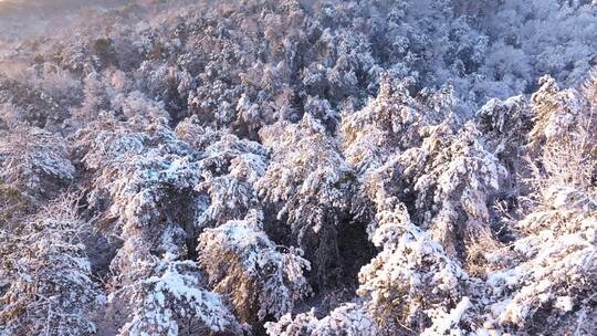 长沙岳麓山岳麓书院日出雪景航拍