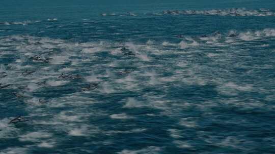 一群海豚跃出海面海豚在大海玩乐FPV航拍