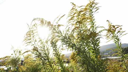 生物入侵加拿大一枝黄花泛滥