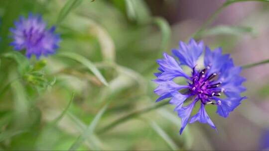 蓝紫色小花在风中摆动视频素材模板下载