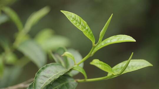 茶叶新芽一芽两叶古树茶