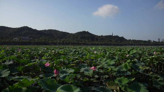 杭州西湖风景区白堤风景