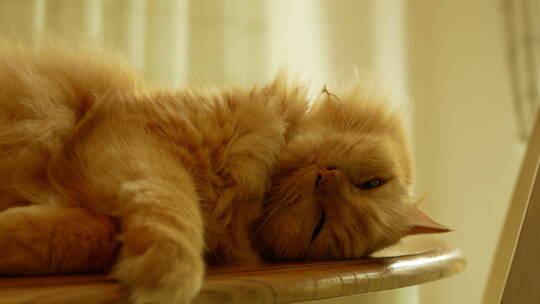 睡在桌子上的小黄猫