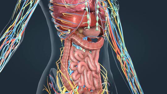 人体解剖肾脏肺肝脏肠道消化系统器官动画