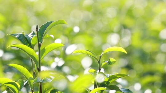 茶树茶叶虚实景深变化