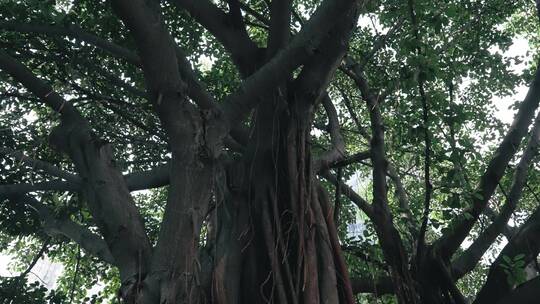 仰拍广州榕树