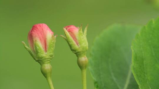 大兴安岭野生植物山荆子花蕾