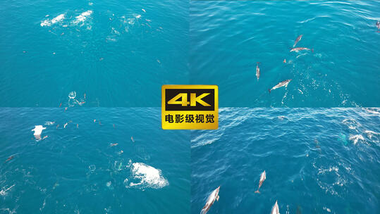 航拍海豚海鸥海鸟嬉戏捕食鱼群视频素材模板下载