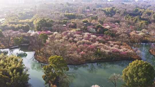 杭州西溪湿地曲水寻梅 春天江南梅花航拍