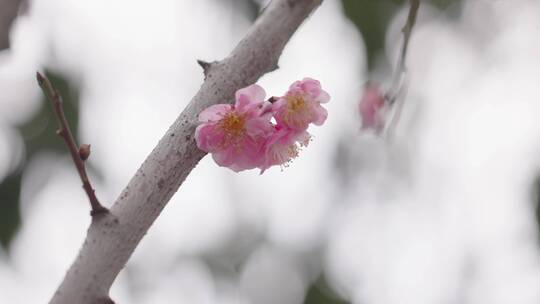 樱花素材