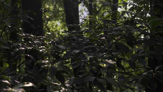 树林树叶叶子光影运镜