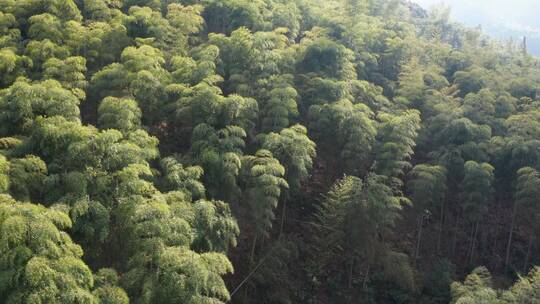 江南竹林竹海竹山风光航拍