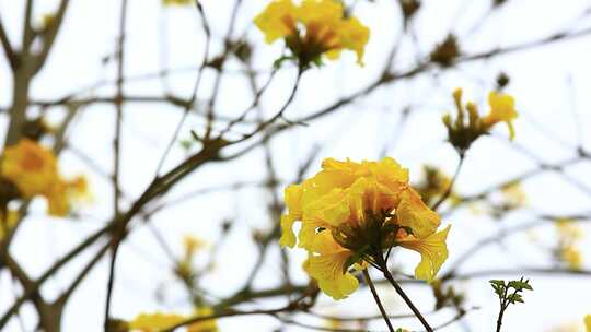 微风中的黄花风铃木花朵盛开实拍