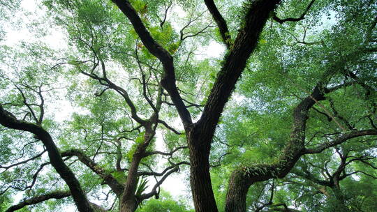 夏天阳光香樟树大树荫树林