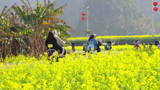 贵州黔西南兴义万峰林景区田园风光油菜花航